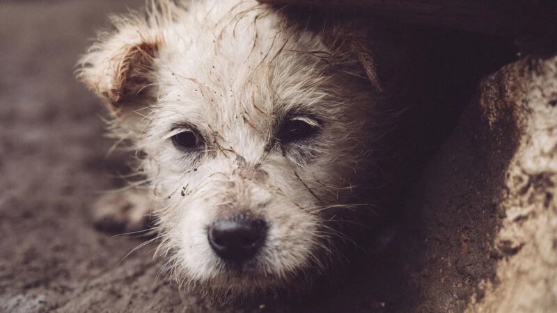     Бездомная собака. Источник фото: ru.freepik.com/author/wirestock.