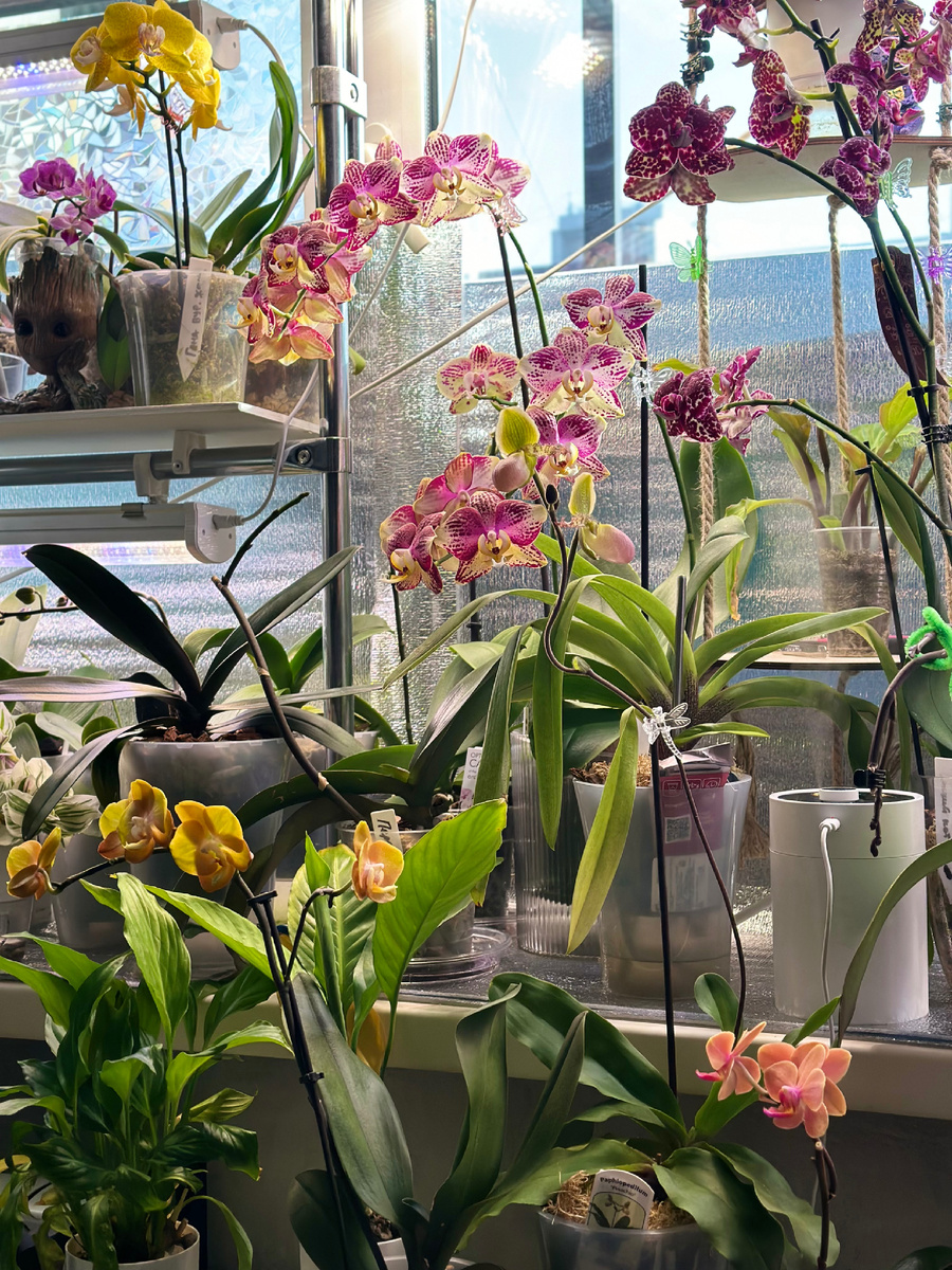 Основные принципы для здорового роста и пышного цветения орхидей