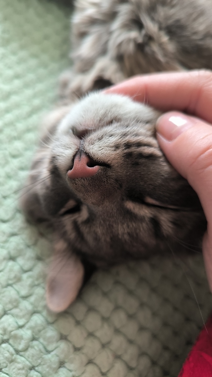 Баська... Разбудил и доволен