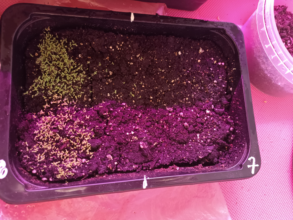 Фото автора. Ромашка аптечная взошла