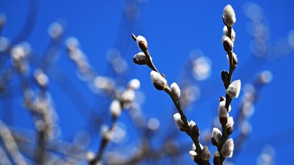    © Sputnik / Пелагия Тихонова