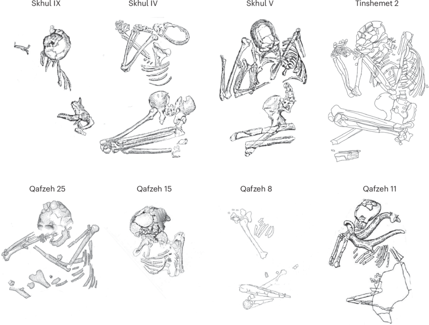 Из данных о человеческих захоронениях в пещерах Тиншемет, Кафзе и Схул следует, что во всех трех пещерах тела были захоронены на правом боку (за исключением Кафзе 9) в позе эмбриона, независимо от пола или возраста / © Pedro García-Villa