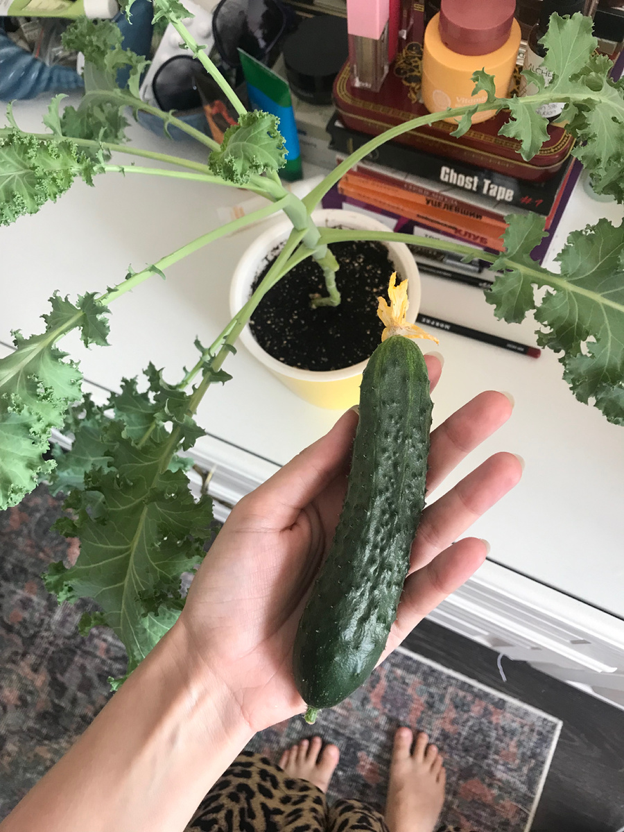 Один из моих прошлогодних огурцов, выросших в квартире. И горшочек с капустой кейл.
