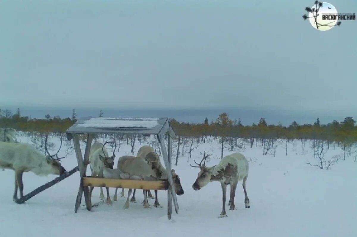    На Васюганских болотах в Томской области на камеру попали северные олени