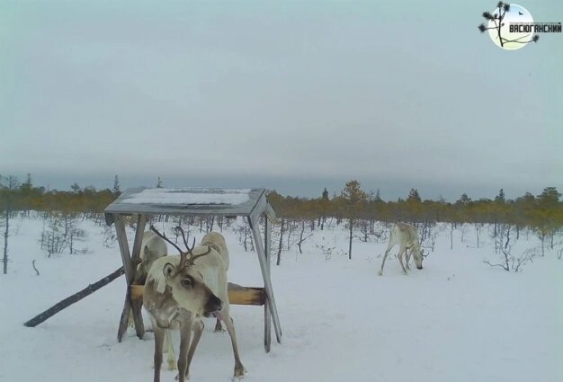    Фото: телеграм-канал "Заповедник Васюганский"