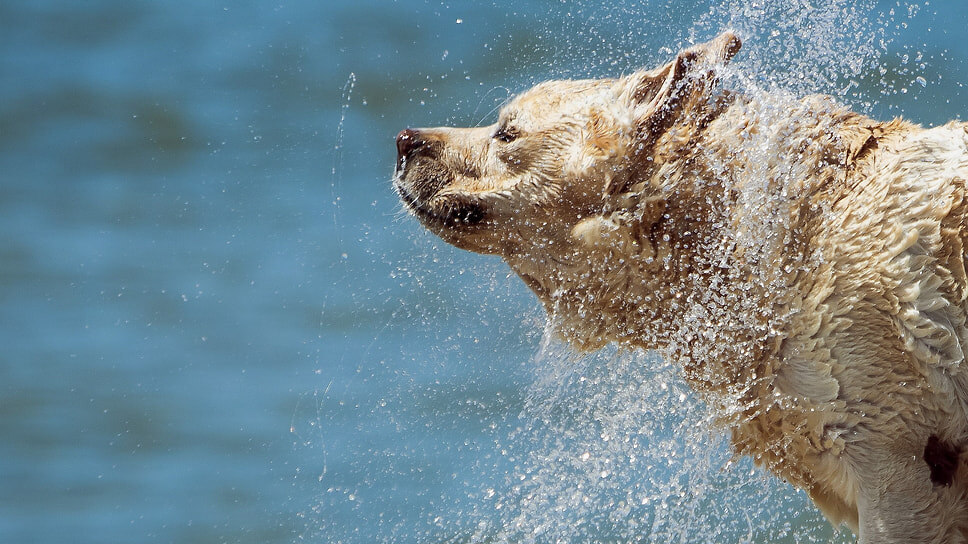 Фото: Александр Подгорчук / Коммерсантъ