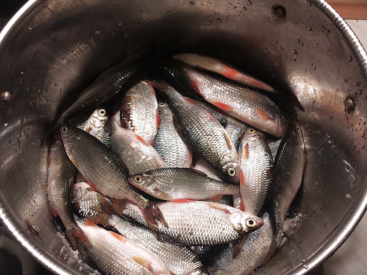Мелкая плотва для первого бульона