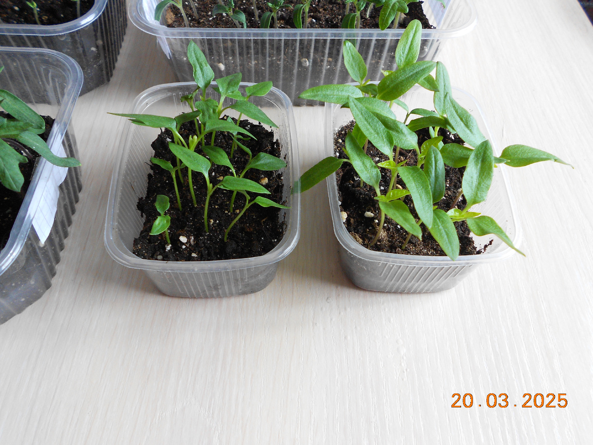 Прец из фермерских семян и из своих собственных.