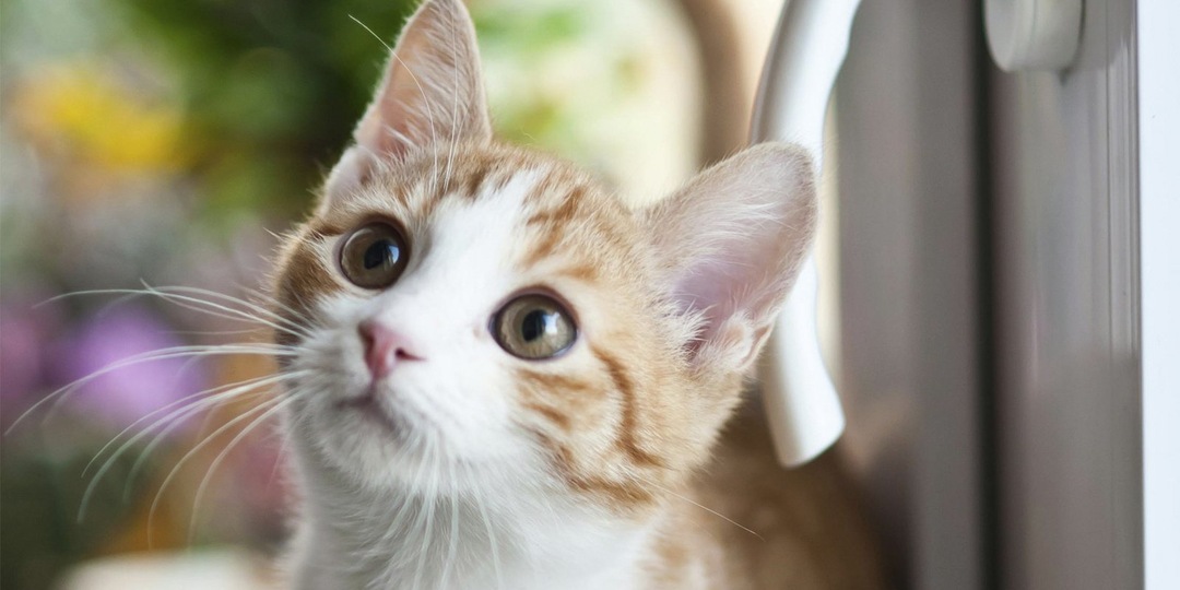 Счастливый хвост: как кошки выражают радость