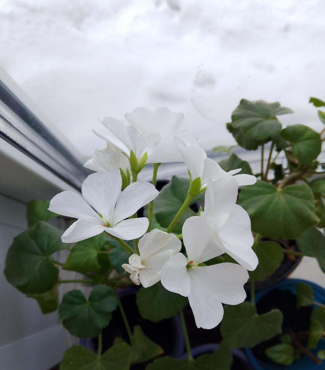 Пеларгония сорта Нано