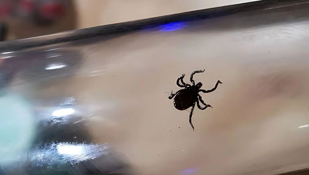     Источник: 1MI