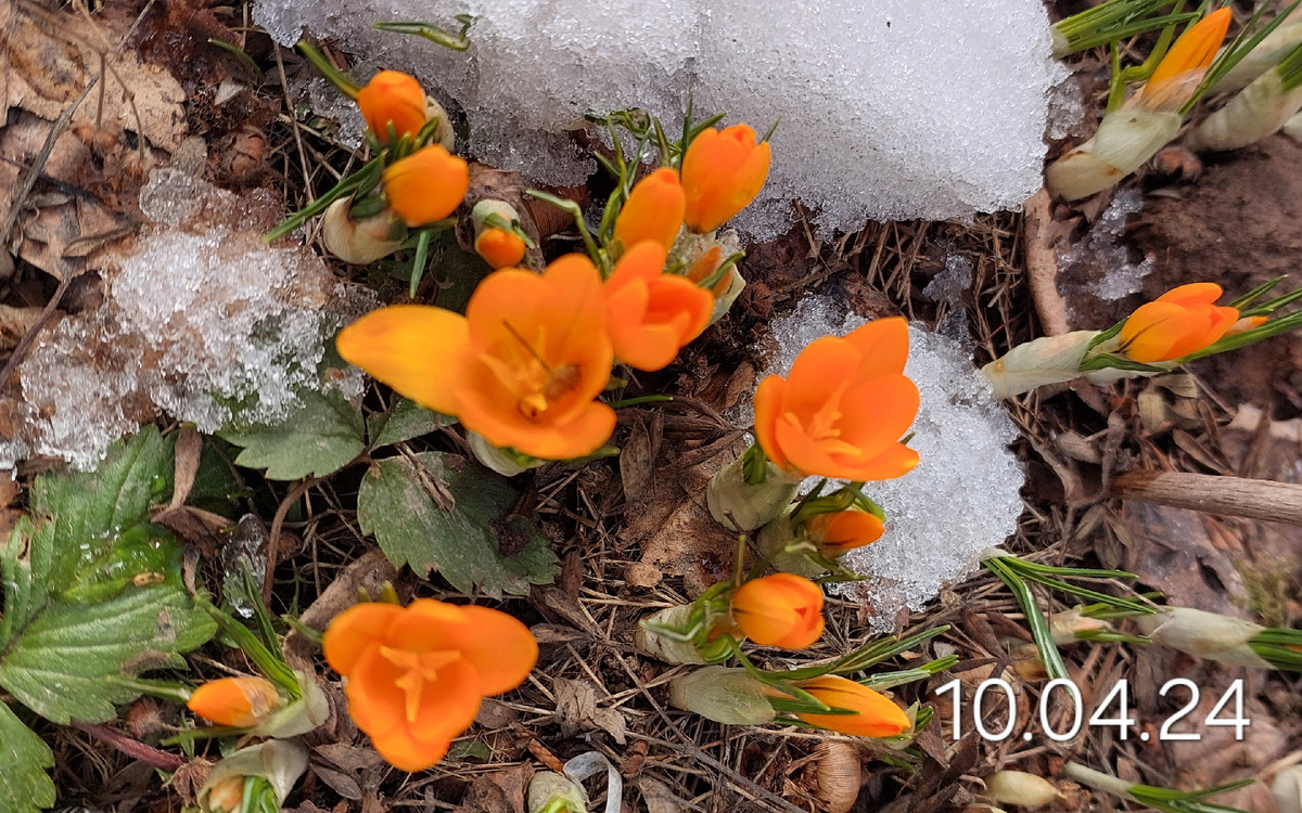 Истинные первоцветы