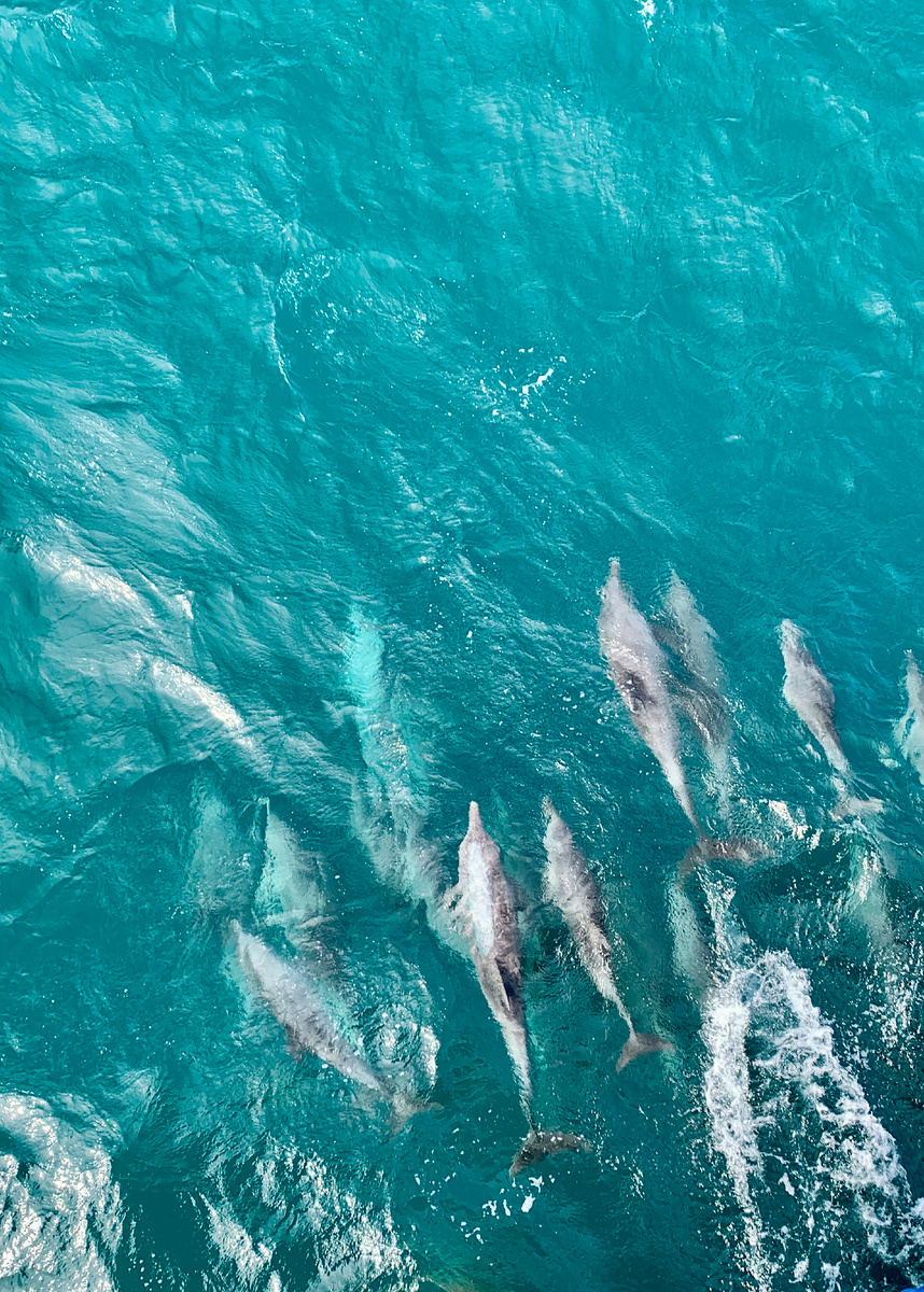 Дельфины в Персидском заливе