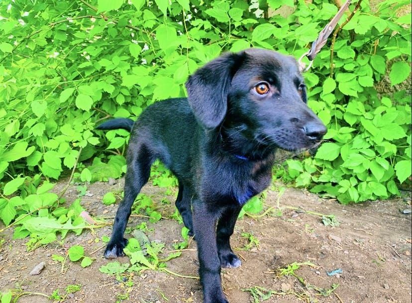 Багира 3 года назад в нашем приюте