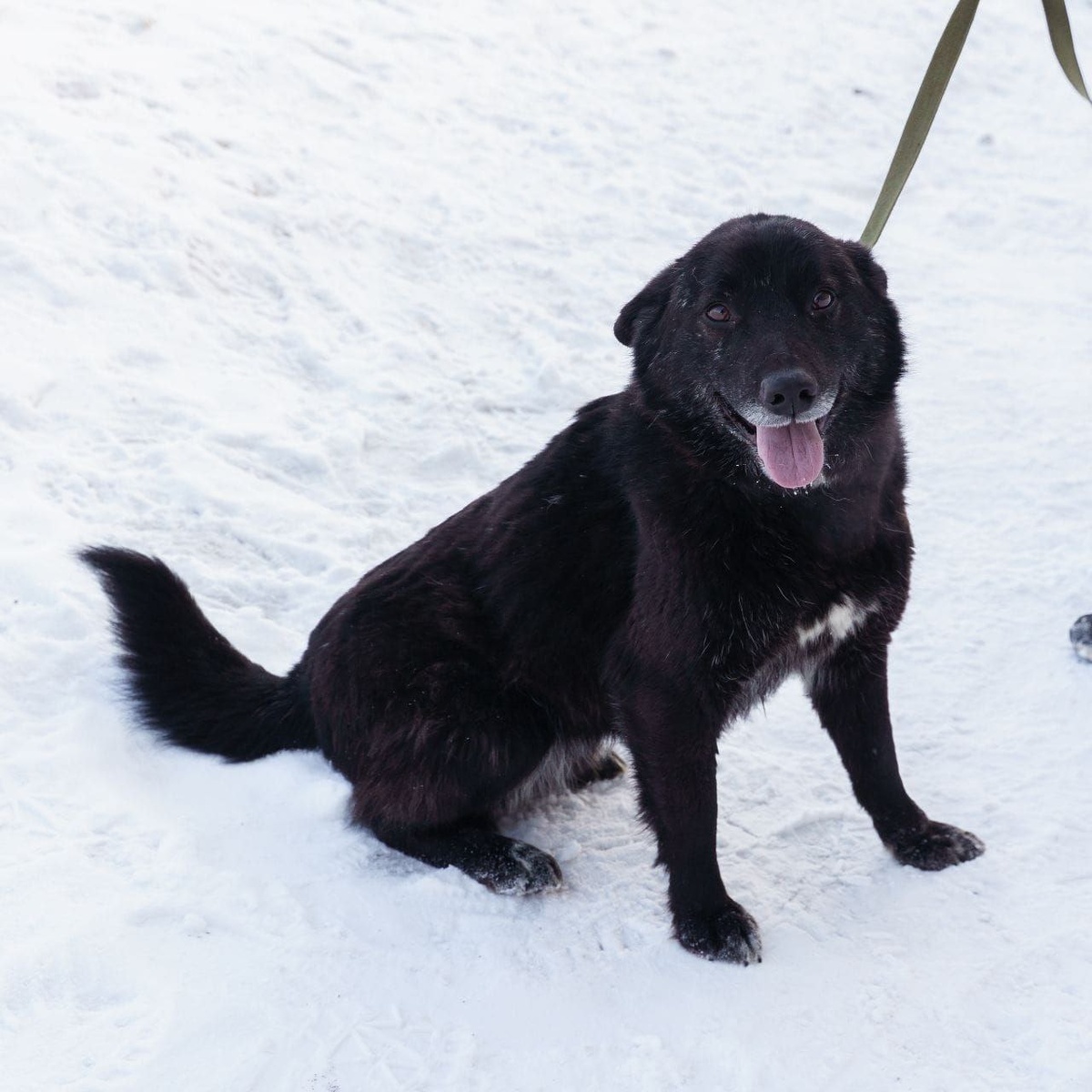 Собачка мечтает о домашней жизни!