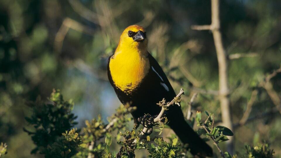 Фото: © Global Look Press/Rolf Nussbaumer/imageBROKER.com