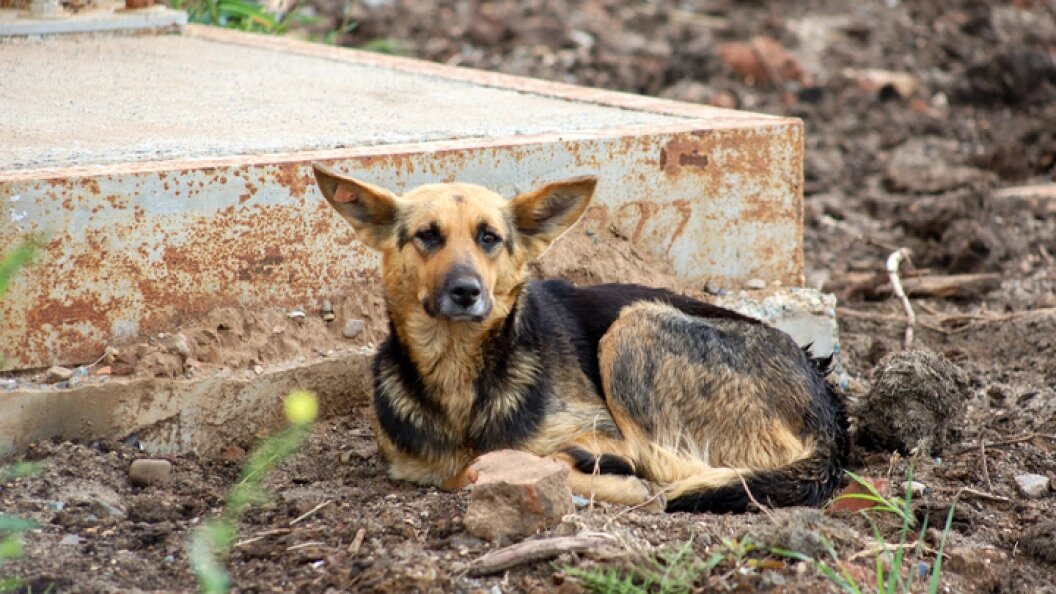    Elena Mayorova/Globallookpress