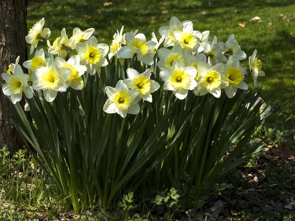 Первоцветы