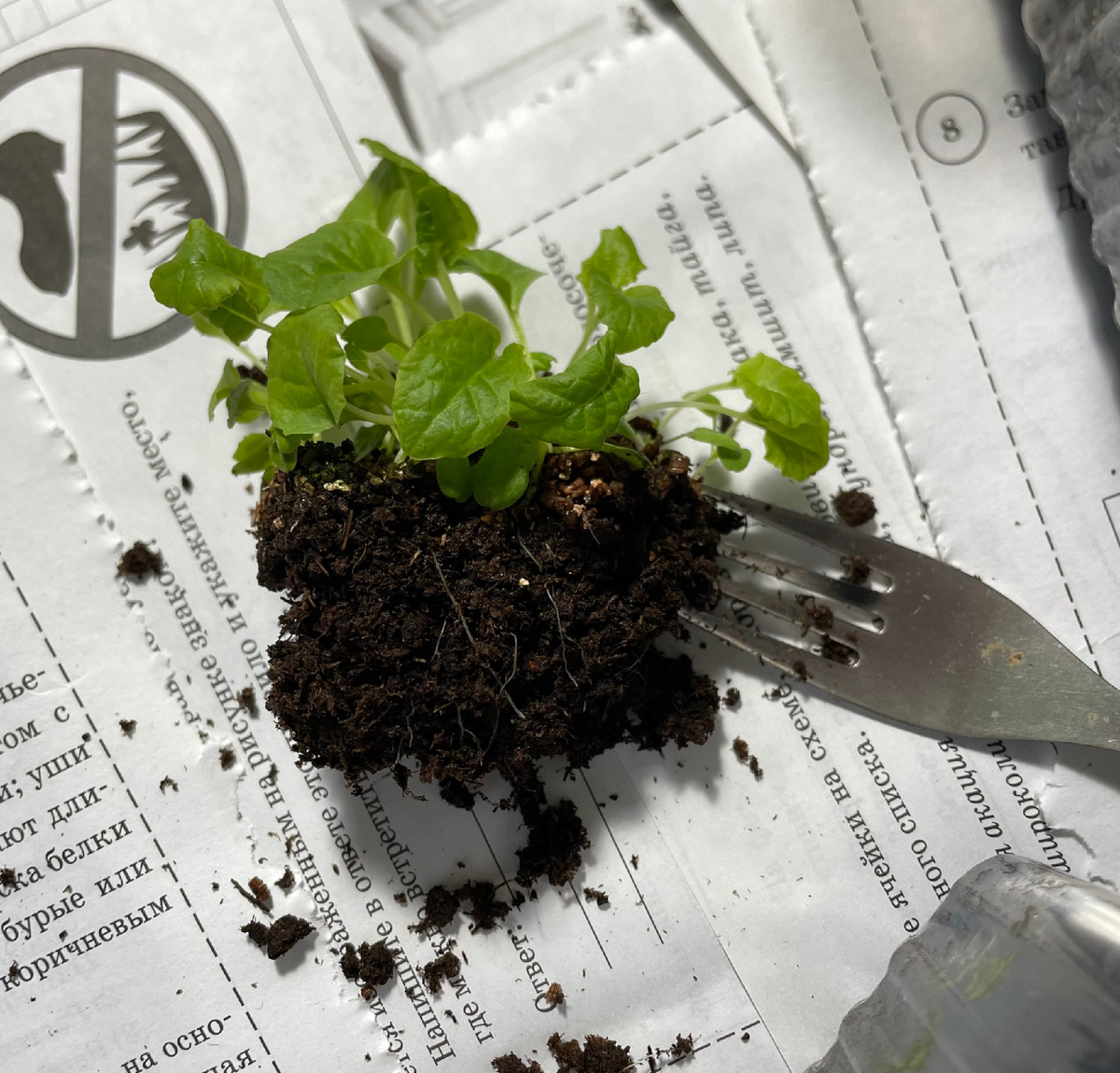 Примулы для настоящих садовых гурманов