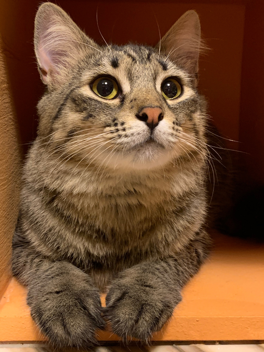 Сидит смотрит