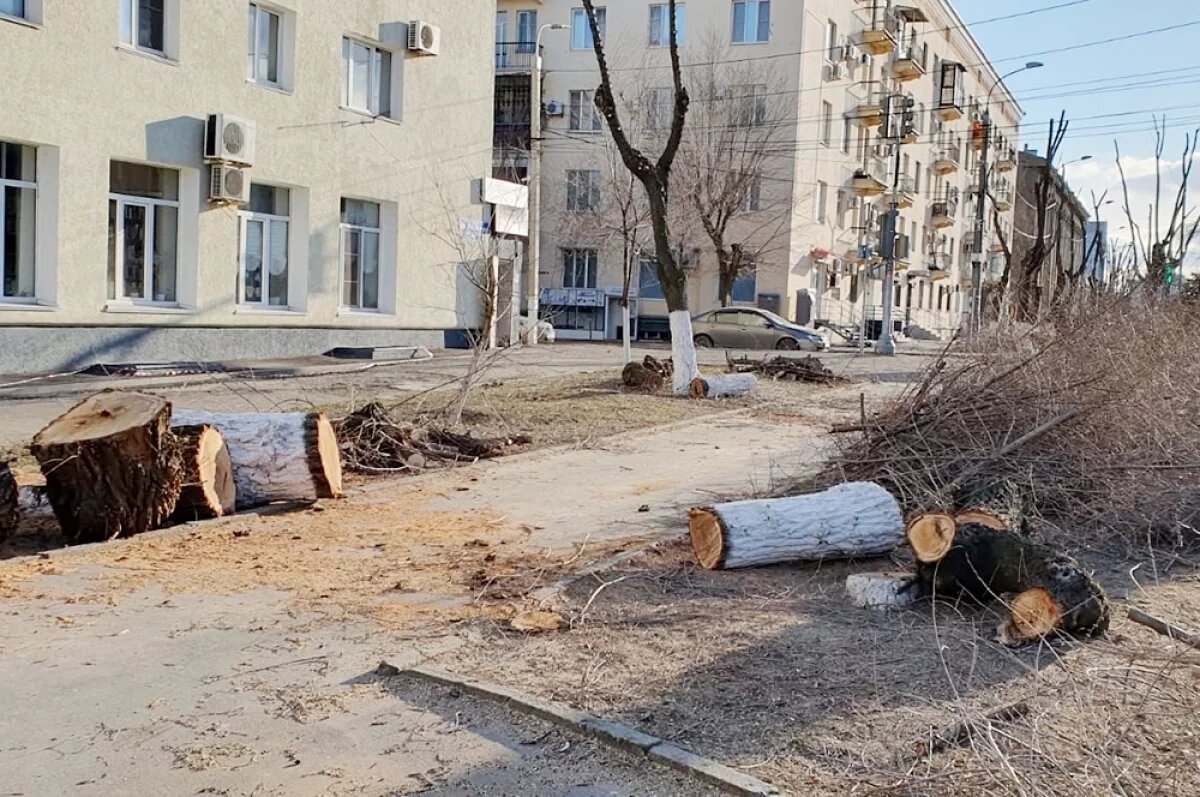    Вырубка на проспекте Ленина рядом с пл. Ленина.