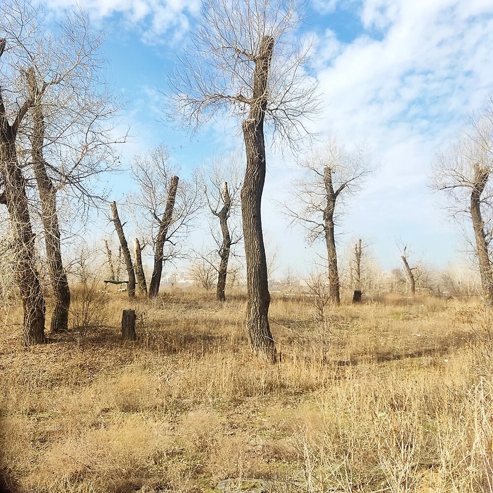    Волго-Ахтубинская пойма в районе х. Бобры. Фото:  АиФ/ Марина Кузнецова