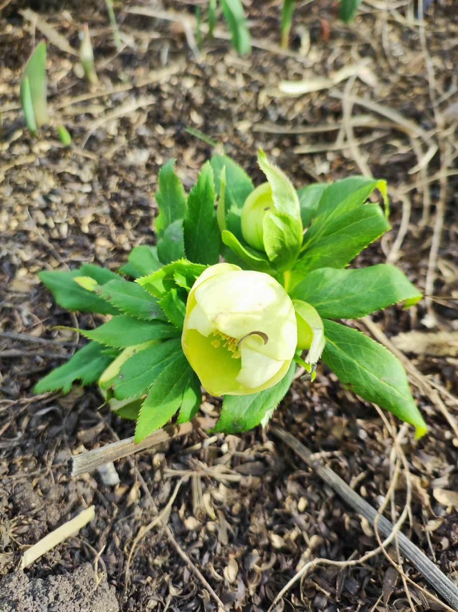 Это гирлянды ) Первоцветы всех мастей. Морозник