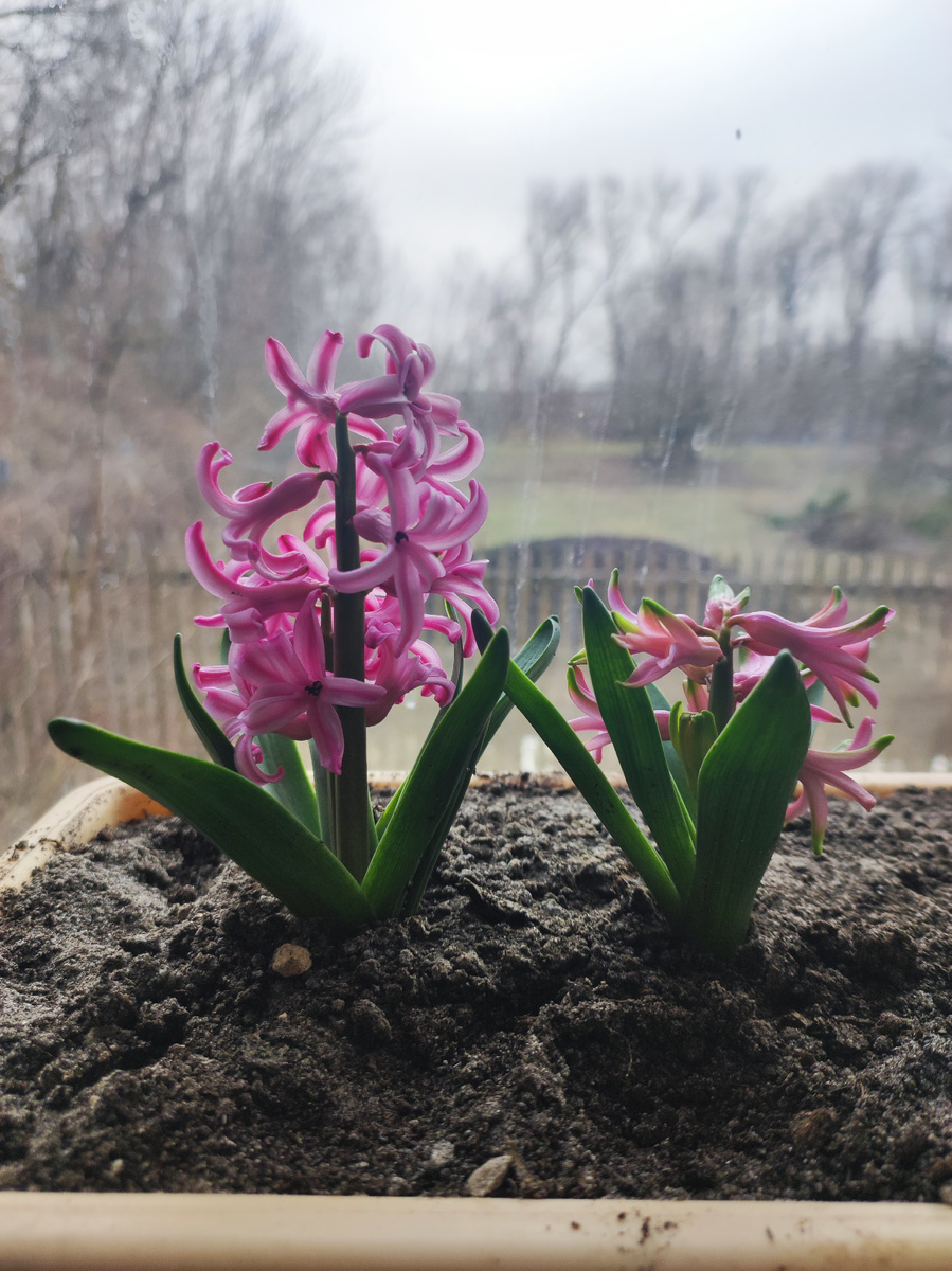 Игрушки весеннего нового года. 