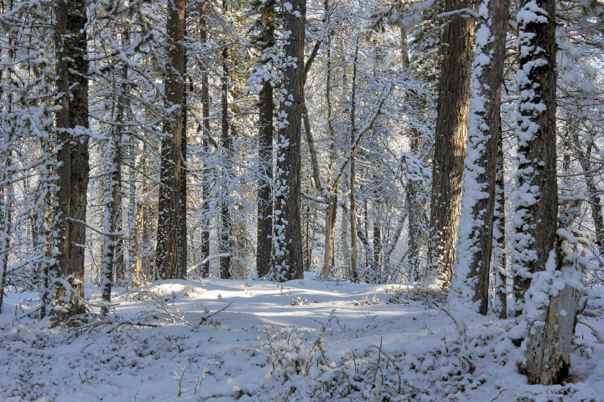 Фотографии Сергея Шитикова, Алексея Сватова, Лубсана Чагдурова