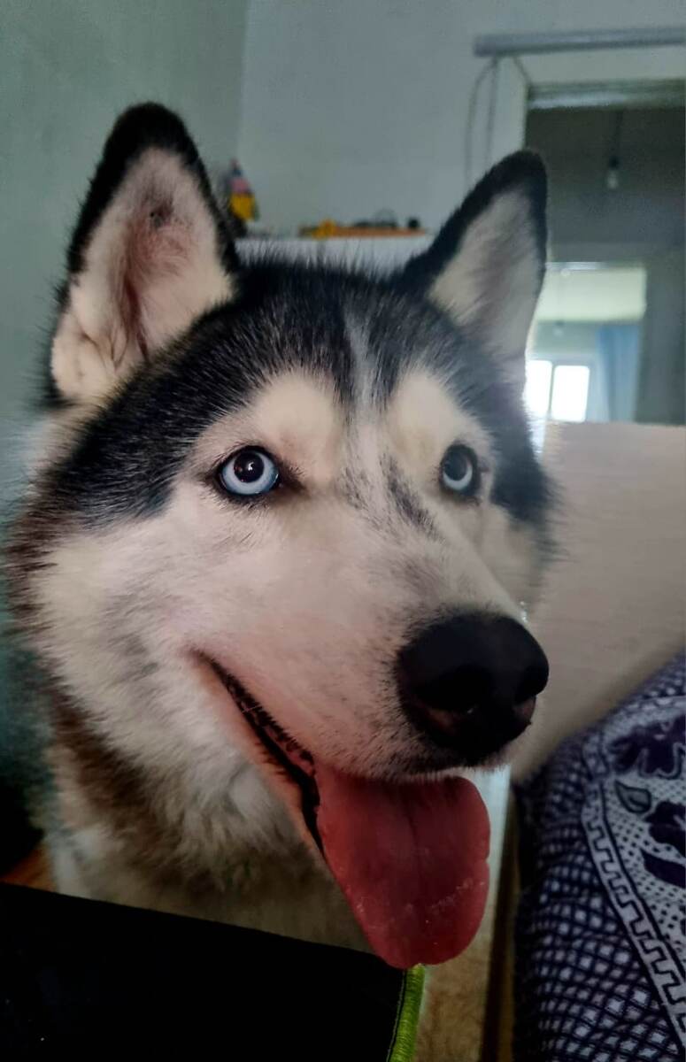 Тикси(Луна) Дома г.Тикси❤️