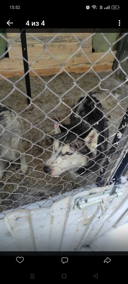 Тикси(Луна) в ппж..