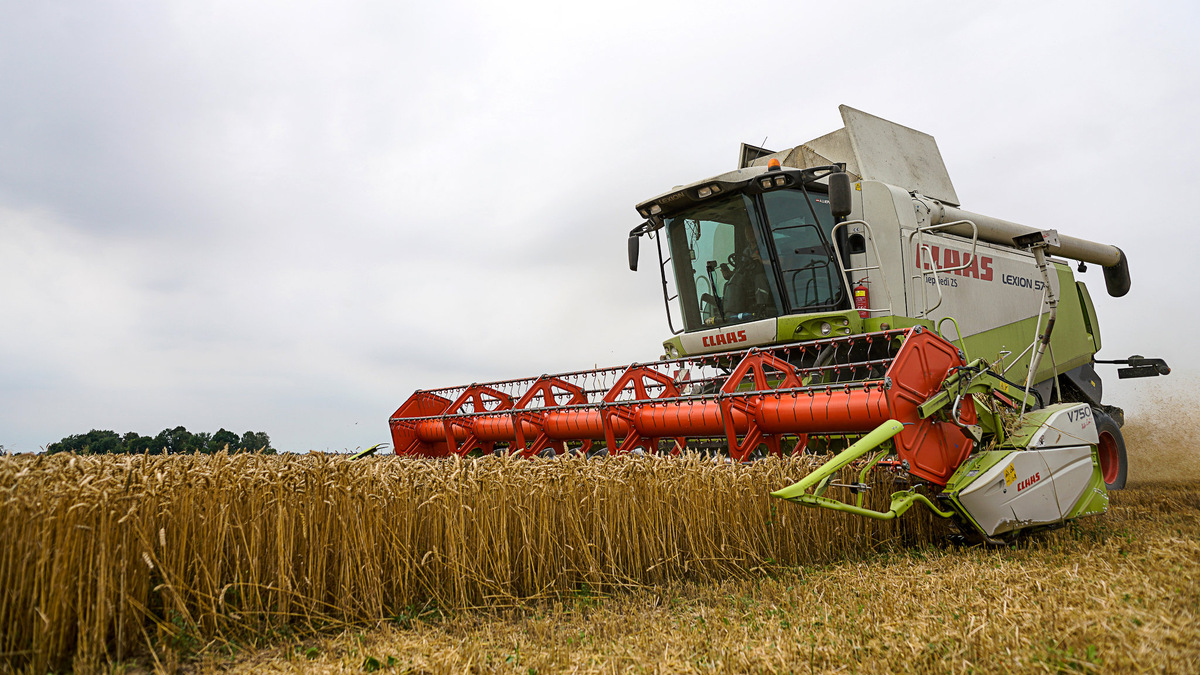 Уборка пшеницы © Sputnik