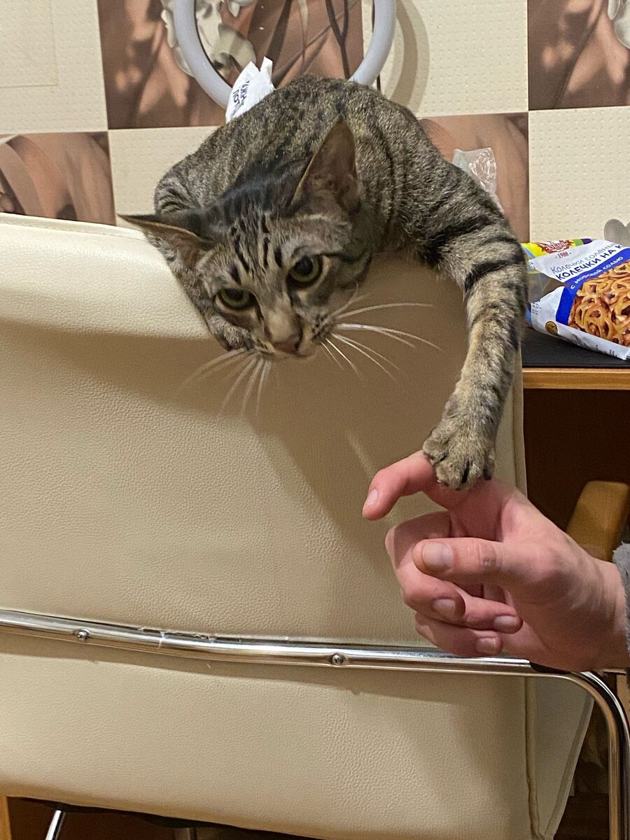 Личный архив (Яся очень зависим от своего хозяина)