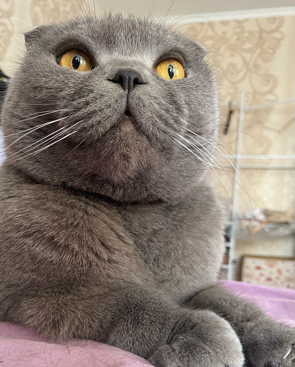 Личный архив (Кицунэ задумалась об интенсивности эмоций)