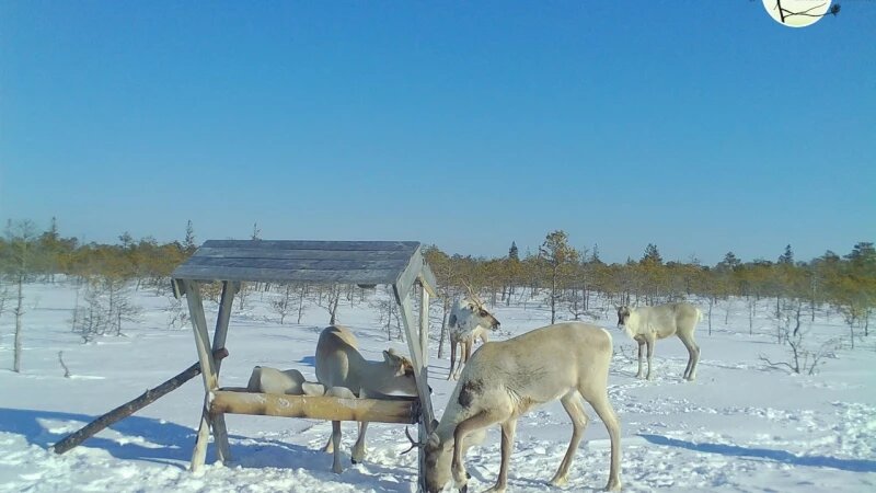     Северные олени в "Васюганском" заповеднике Васюганский заповедник