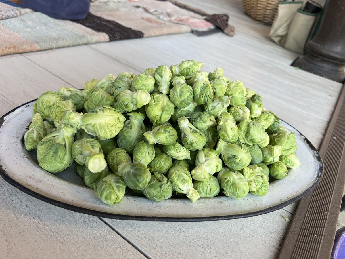 Фото автора канала Дом с кипарисами