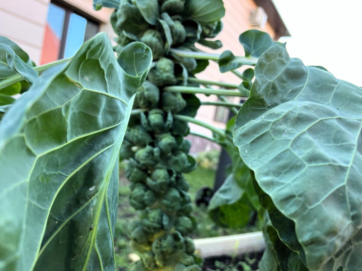 Фото автора канала Дом с кипарисами