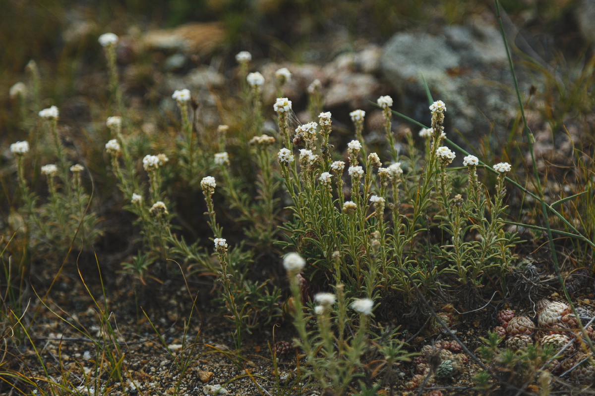 Источник фото: Фонд "Озеро Байкал"