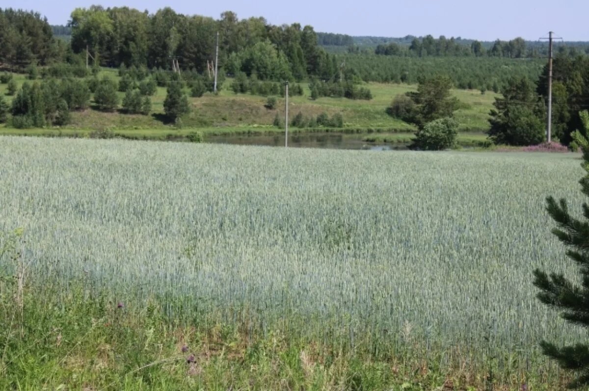    В Свердловской области планируют засеять более 760 тысяч гектаров земли