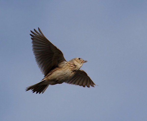 Отсюда: https://avatars.dzeninfra.ru/get-zen_doc/271828/pub_65e48115198d226e75c987fc_65e588f9135d7b217becce7c/scale_2400