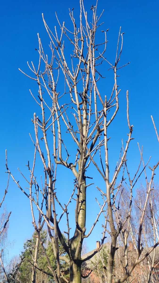 Яблони и груши перезимовали хорошо