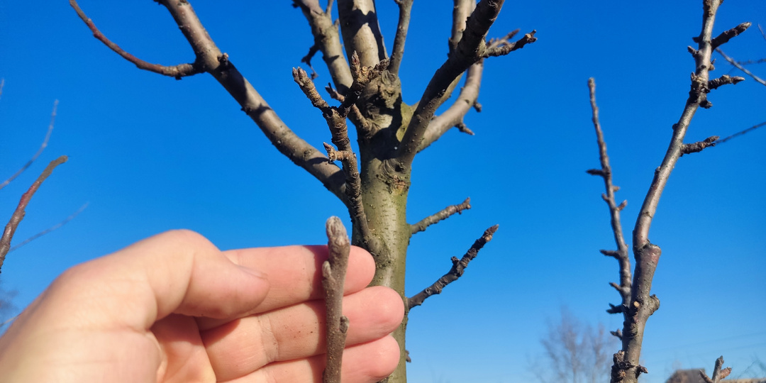Вот как повлияла аномальная зима на растения в саду и какие выводы я сделал