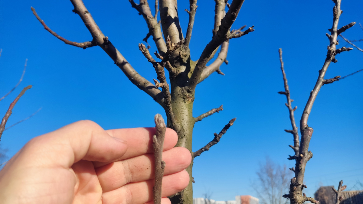 Почки на кололовидных яблонях