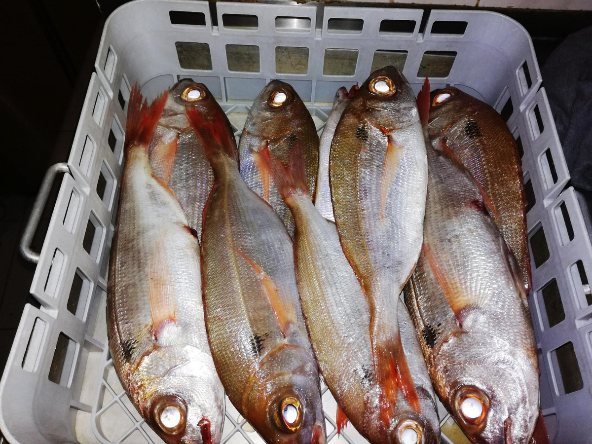 Фото: freepik.com  📷
