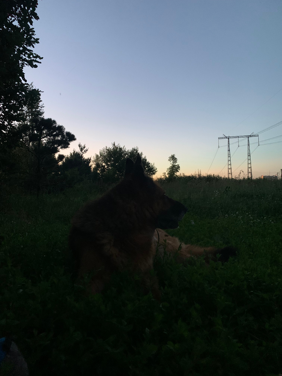 Это выгул огороженный сеткой, в темноте ее не видно и кажется, что собаки просто гуляют)