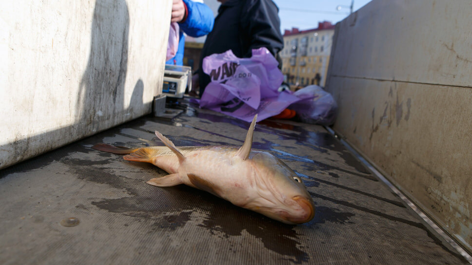 Фото: Ярослав Чингаев / Коммерсантъ