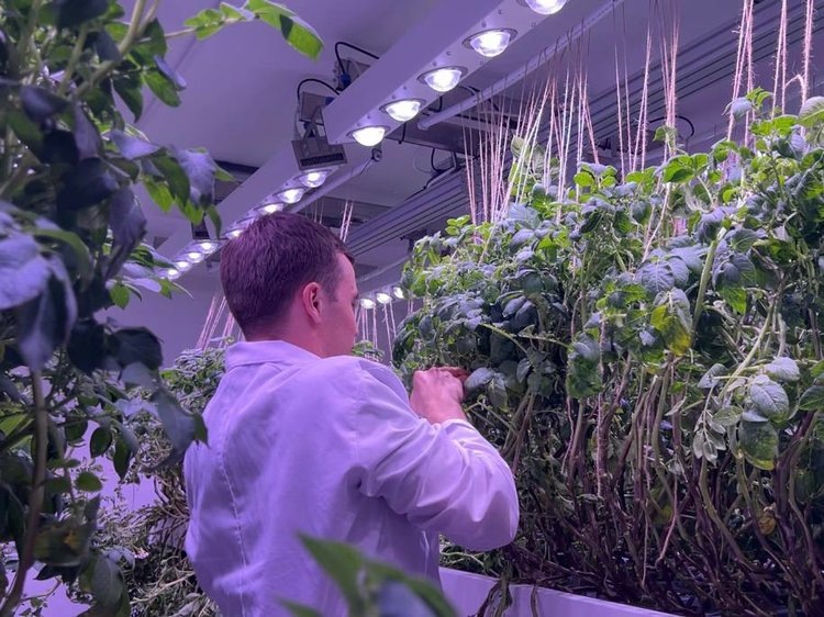     В БГСХА безвирусные растения картофеля хорошо развиваются в аэропонной установке
