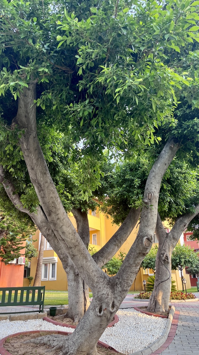 Фикус в живой природе.