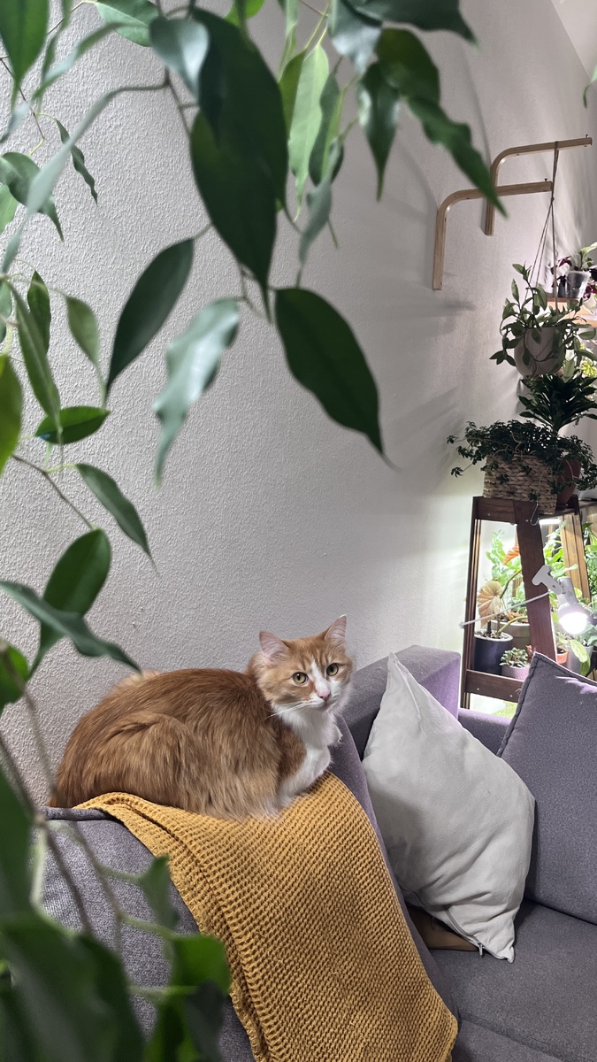 Крупный фикус действительно классно смотрится в интерьере. 