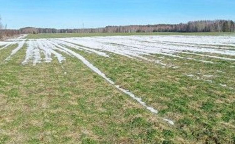    Эксперты сравнили перезимовку сортов озимой пшеницы в Нижегородской области